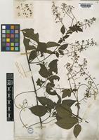 Serjania corrugata Radlk. [family SAPINDACEAE]