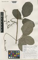Isotype of Serjania morii Acevedo-Rodgz. [family SAPINDACEAE]
