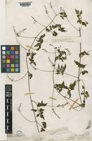 Serjania orbicularis Radlk. [family SAPINDACEAE]