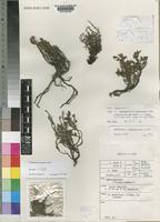 Type of Anthospermum longisepalum Homolle ex Puff [family RUBIACEAE]