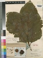Type of Burttdavya nyasica Hoyle [family RUBIACEAE]