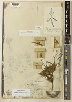 Holotype of Blepharis bainesii C.B.Clarke [family ACANTHACEAE]