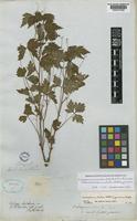 Isotype of Cardiospermum strictum unrecorded f. genuinum Radlk. [family SAPINDACEAE]