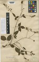 Isotype of Paullinia urvilleoides Radlk. [family SAPINDACEAE]