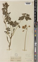 Heracleum canescens Lindl. [family UMBELLIFERAE]