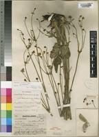 Knowltonia transvaalensis Szyszyl. var. transvaalensis [family RANUNCULACEAE]