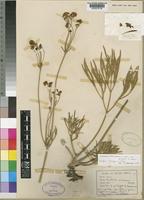 Isotype of Knowltonia transvaalensis Szyszyl. var. filifolia H.Rasmussen [family RANUNCULACEAE]