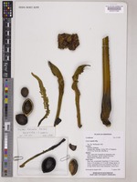 Holotype of Cycas falcata K.D.Hill [family CYCADACEAE]