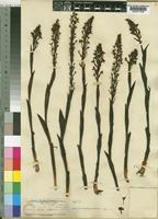 Holotype of Disa concinna N.E. Br. [family ORCHIDACEAE]