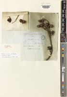 Isolectotype of Frenela endlicheri Parl. [family CUPRESSACEAE]