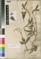 Isotype of Merremia kentrocaulos (Steud. ex Hall. f.) Rendle [family CONVOLVULACEAE]