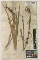 Type of Iris clarkei Baker [family IRIDACEAE]
