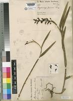 Polystachya bifida Lindl. [family ORCHIDACEAE]