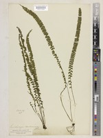 Lindsaea lucida Blume [family LINDSAEACEAE]