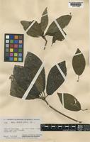 Type of Alseis latifolia Gleason [family RUBIACEAE]