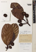 Isotype of Breonia tayloriana Razafim. [family RUBIACEAE]