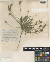 Isotype of Plantago insularis Eastw. [family PLANTAGINACEAE]