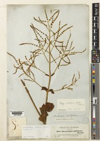 Tetradenia multiflora (Benth.) Phillipson comb.nov. [family LAMIACEAE]