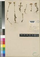 Sebaea brachyphylla Griseb. [family GENTIANACEAE]