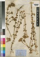 Sebaea brachyphylla Griseb. var. longistyla [family GENTIANACEAE]