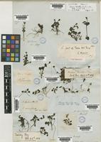 Lectotype of Ourisia breviflora Benth. [family SCROPHULARIACEAE]