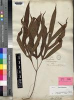 Syntype of Tacca artocarpifolia Seem. [family TACCACEAE]