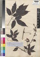 Type of Serjania sphaerococca Radlk. [family SAPINDACEAE]