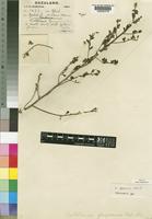 Type of Crotalaria gazensis Baker f. [family LEGUMINOSAE-PAPILIONOIDEAE]