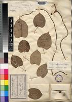 Isotype of Desmonema mucronulatum Engl. var. schweinfurthii [family MENISPERMACEAE]