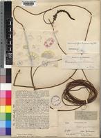 Dioscoreophyllum cumminsii (Stapf) Diels var. cumminsii [family MENISPERMACEAE]