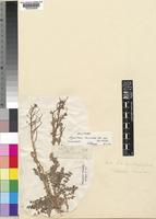 Holotype of Sisymbrium burchellii DC. var. burchelli [family CRUCIFERAE]