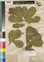 Syntype of Maerua kirkii (Oliv.) F.White [family CAPPARACEAE]