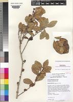 Isotype of Scolopia maoulidae Hul, J.-N.Labat & O.Pascal [family FLACOURTIACEAE]