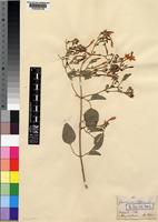 Jasminum fluminense Vell. [family OLEACEAE]