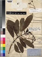 Rauvolfia caffra Sond. [family APOCYNACEAE]