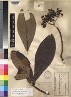 Rauvolfia caffra Sond. [family APOCYNACEAE]