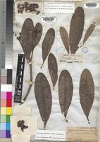 Isotype of Annularia natalensis Hochst. [family APOCYNACEAE]