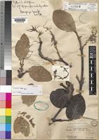 Holotype of Strophanthus kombe Oliv. [family APOCYNACEAE]