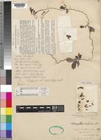 Type of Chlorocyathus monteiroae Oliv. [family ASCLEPIADACEAE]