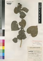Paratype of Thespesiopsis mossambicensis Exell & Hillc. [family MALVACEAE]