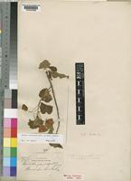 Dombeya burgessiae Gerr. ex Harv. & Sond. [family STERCULIACEAE]