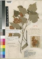 Dombeya burgessiae Gerrard ex Harv. [family STERCULIACEAE]