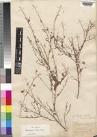Hermannia kirkii Mast. [family STERCULIACEAE]