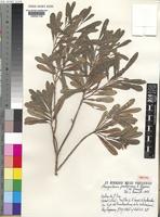 Isotype of Nesogordonia pachyneura Capuron ex L.C.Barnett [family STERCULIACEAE]