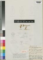 Holotype of Polystachya greatrexii Summerh. [family ORCHIDACEAE]
