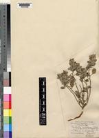 Type of Forsskaolea hereroensis Schinz [family URTICACEAE]
