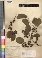 Isolectotype of Morus mesozygia Stapf ex A.Chev. [family MORACEAE]