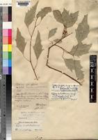 Isotype of Populus ilicifolia (Engl.) Rouleau [family SALICACEAE]