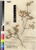 Type of Sericocomopsis pallida (S.Moore) Schinz var. parvifolia Suessenguth [family AMARANTHACEAE]
