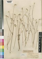 Achyropsis laniceps unrecorded [family AMARANTHACEAE]